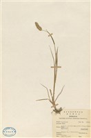 藏品(褐毛狗尾草)的圖片